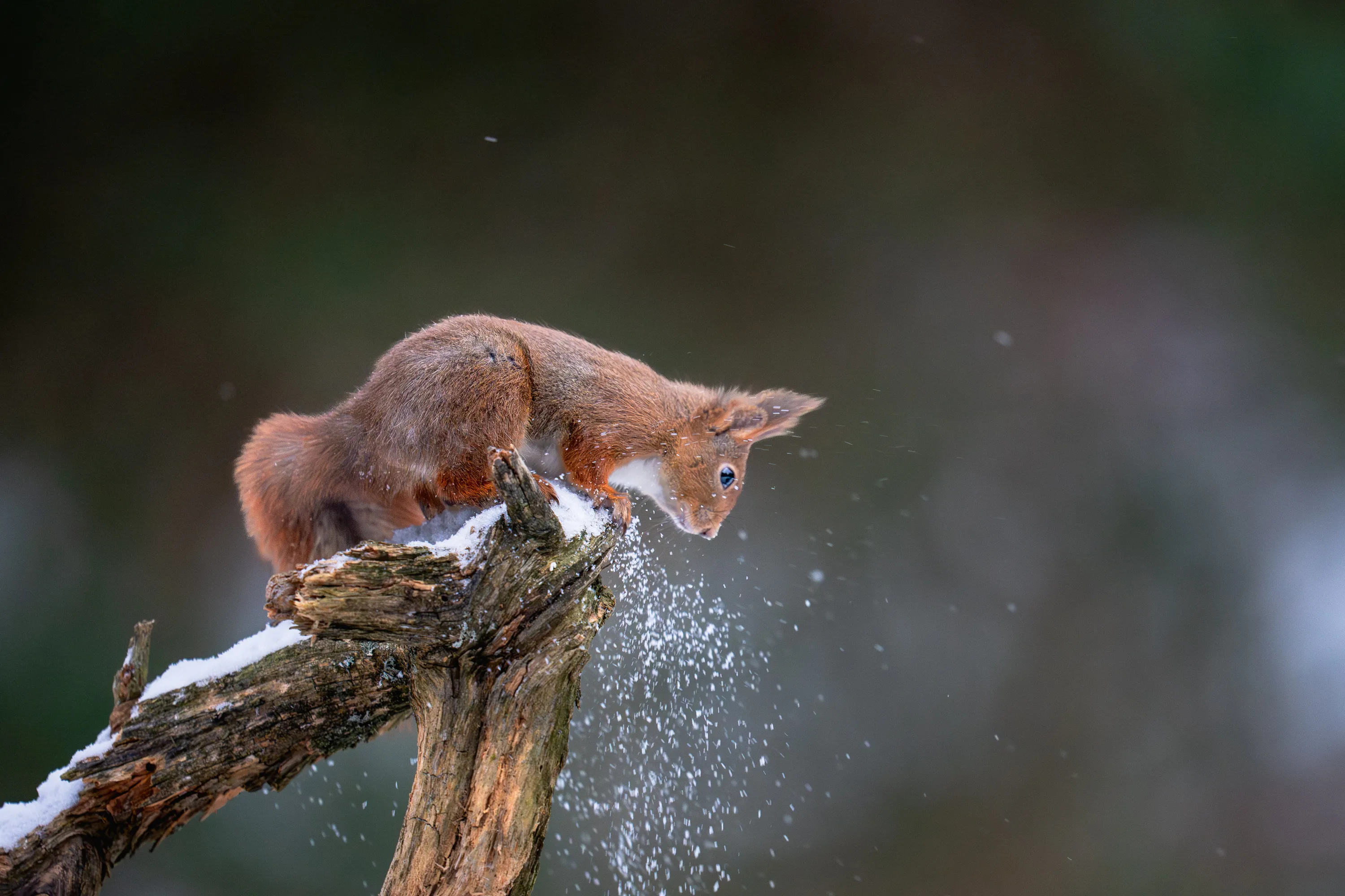 Norway Winter Raptors Expedition gallery image 20